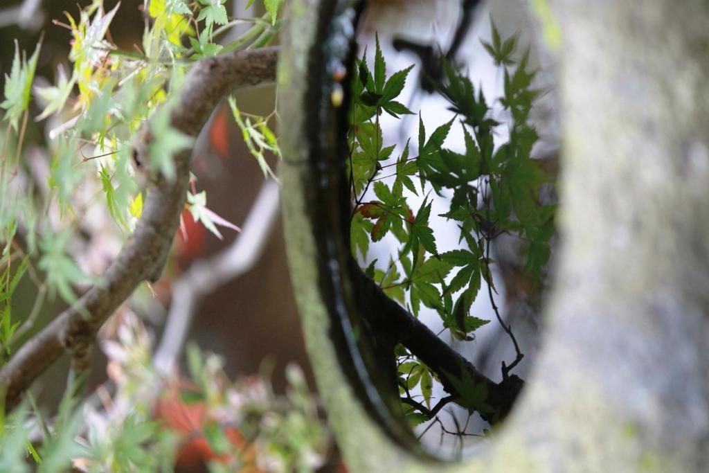 Ryokan Kaminaka Takayama  Exterior foto